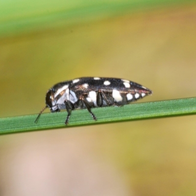 Diphucrania duodecimmaculata (12-spot jewel beetle) at ANBG - 3 Dec 2019 by Harrisi