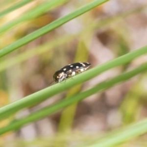 Diphucrania duodecimmaculata at Acton, ACT - 3 Dec 2019