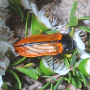 Castiarina rufipennis at Paddys River, ACT - 3 Dec 2019