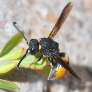 Eumeninae (subfamily) at Paddys River, ACT - 3 Dec 2019