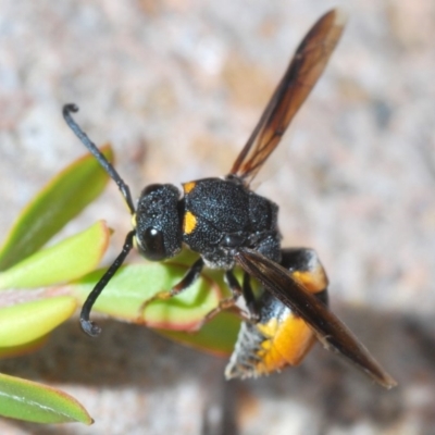 Eumeninae (subfamily) (Unidentified Potter wasp) at Bullen Range - 3 Dec 2019 by Harrisi