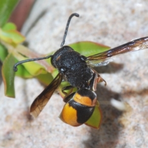 Eumeninae (subfamily) at Paddys River, ACT - 3 Dec 2019