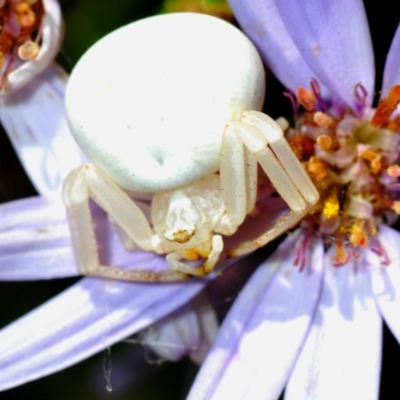 Thomisus spectabilis (Spectacular Crab Spider) at Acton, ACT - 3 Dec 2019 by Harrisi