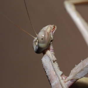 Archimantis latistyla at Evatt, ACT - 28 Nov 2019