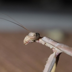 Archimantis latistyla at Evatt, ACT - 28 Nov 2019 07:39 PM