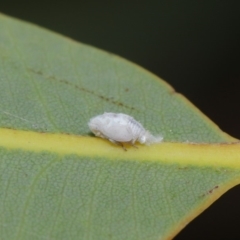 Siphanta acuta (Green planthopper, Torpedo bug) at Hackett, ACT - 2 Dec 2019 by TimL