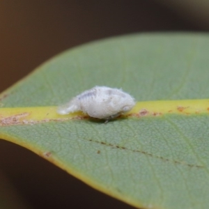 Siphanta acuta at Hackett, ACT - 2 Dec 2019