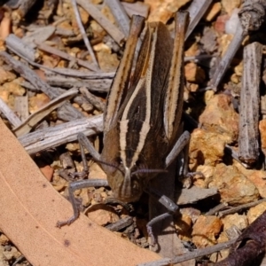 Apotropis tricarinata at Uriarra Village, ACT - 3 Dec 2019