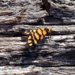 Asura lydia (Lydia Lichen Moth) at Booth, ACT - 3 Dec 2019 by KMcCue