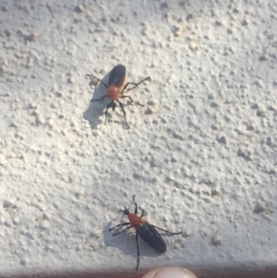 Bibio imitator (Garden maggot) at O'Connor, ACT - 3 Dec 2019 by AndrewCB