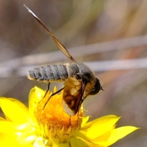 Comptosia sp. (genus) at Coree, ACT - 3 Dec 2019