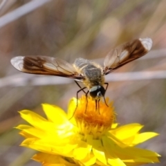 Comptosia sp. (genus) at Coree, ACT - 3 Dec 2019