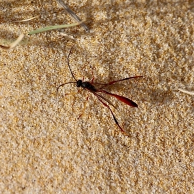 Heteropelma scaposum (Two-toned caterpillar parasite wasp) at Bournda, NSW - 21 Nov 2019 by RossMannell