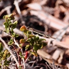  at Bournda, NSW - 21 Nov 2019 by RossMannell