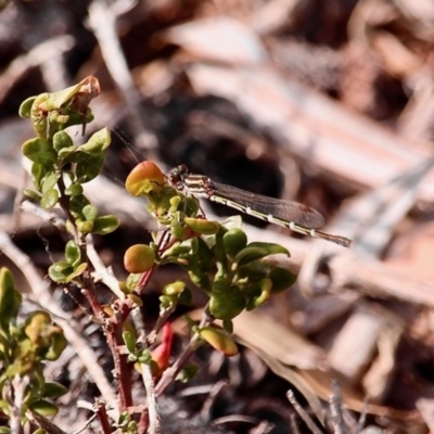  at Bournda, NSW - 21 Nov 2019 by RossMannell