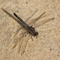 Orthetrum caledonicum (Blue Skimmer) at Bournda, NSW - 22 Nov 2019 by RossMannell