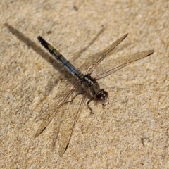 Orthetrum caledonicum (Blue Skimmer) at Bournda, NSW - 21 Nov 2019 by RossMannell