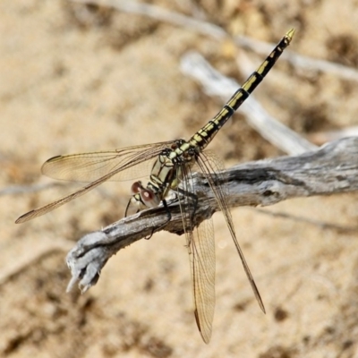 Orthetrum caledonicum (Blue Skimmer) at Bournda, NSW - 21 Nov 2019 by RossMannell