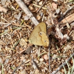 Hypocysta metirius (Brown Ringlet) at Wallagoot, NSW - 18 Sep 2019 by RossMannell