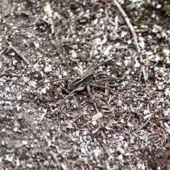 Tasmanicosa sp. (genus) (Tasmanicosa wolf spider) at Wallagoot, NSW - 18 Sep 2019 by RossMannell