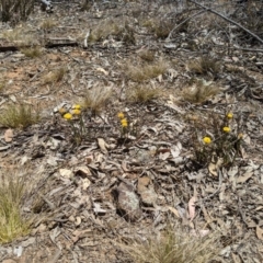 Rutidosis leptorhynchoides (Button Wrinklewort) at Yarralumla, ACT - 4 Dec 2019 by MattM