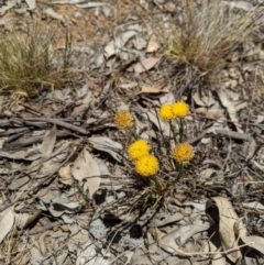 Rutidosis leptorhynchoides at Yarralumla, ACT - 4 Dec 2019 11:56 AM