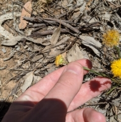 Rutidosis leptorhynchoides at Yarralumla, ACT - 4 Dec 2019 11:56 AM
