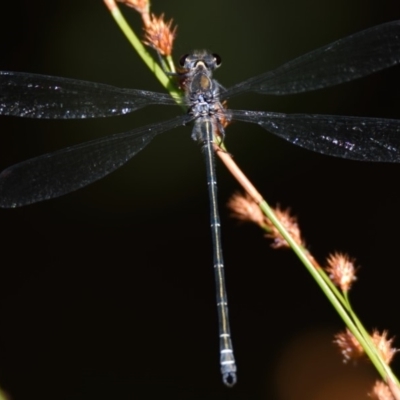 Austroargiolestes icteromelas (Common Flatwing) at Acton, ACT - 3 Dec 2019 by Thurstan