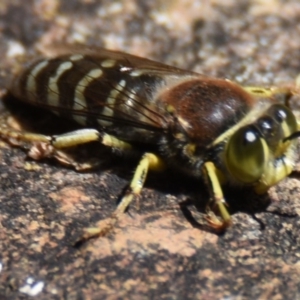 Bembix sp. (genus) at Acton, ACT - 4 Dec 2019 12:00 AM