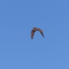 Falco berigora (Brown Falcon) at Bega, NSW - 4 Dec 2019 by MatthewHiggins