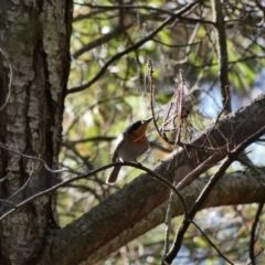 Myiagra rubecula (Leaden Flycatcher) at Garran, ACT - 30 Nov 2019 by Ct1000