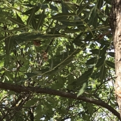 Psaltoda moerens (Redeye cicada) at Curtin, ACT - 4 Dec 2019 by BrianH