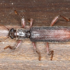 Eunatalis sp. (Genus) at Rosedale, NSW - 16 Nov 2019 by jbromilow50