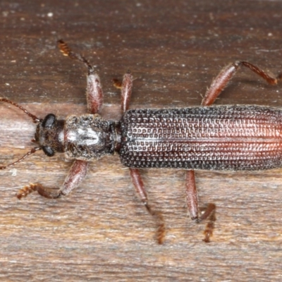 Unidentified Weevil (Curculionoidea) at Rosedale, NSW - 16 Nov 2019 by jbromilow50