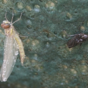 Anisoptera (suborder) at BA124 - 30 Nov 2019 10:29 PM