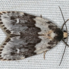 Halone prosenes (Pied Halone) at Rosedale, NSW - 16 Nov 2019 by jb2602