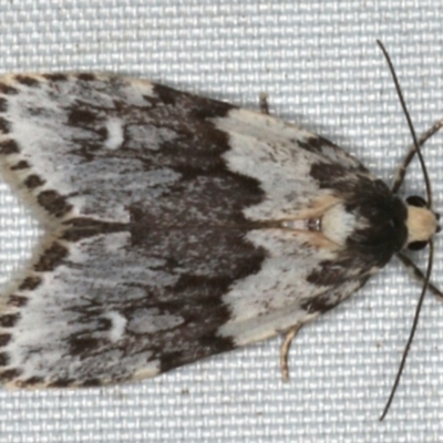 Halone prosenes (Pied Halone) at Rosedale, NSW - 16 Nov 2019 by jbromilow50