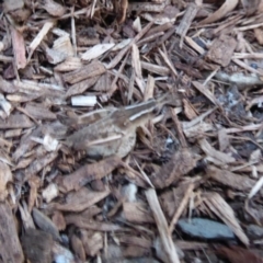 Phaulacridium vittatum (Wingless Grasshopper) at Flynn, ACT - 24 Nov 2019 by Christine