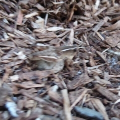 Phaulacridium vittatum at Flynn, ACT - 24 Nov 2019 07:54 PM
