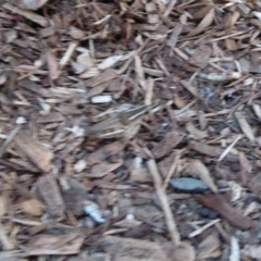 Phaulacridium vittatum at Flynn, ACT - 24 Nov 2019 07:54 PM