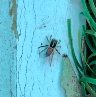 Maratus pavonis (Dunn's peacock spider) at Conder, ACT - 4 Dec 2019 by ECTjanine