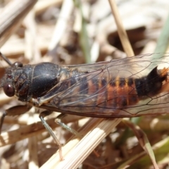 Yoyetta robertsonae (Clicking Ambertail) at Bruce, ACT - 3 Dec 2019 by Laserchemisty