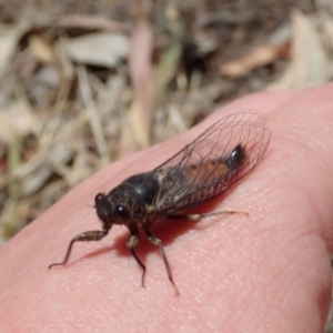 Yoyetta robertsonae at Bruce, ACT - 3 Dec 2019 11:47 AM