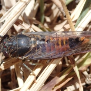 Yoyetta robertsonae at Bruce, ACT - 3 Dec 2019 11:47 AM