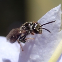 Unidentified Bee (Hymenoptera, Apiformes) at Australian National University - 3 Dec 2019 by Laserchemisty