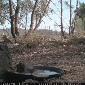 Acanthiza lineata at Yass River, NSW - 30 Nov 2019 08:13 AM