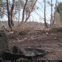 Acanthiza lineata at Yass River, NSW - 30 Nov 2019 08:13 AM