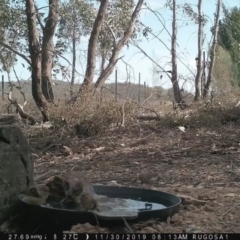 Acanthiza lineata at Yass River, NSW - 30 Nov 2019 08:13 AM