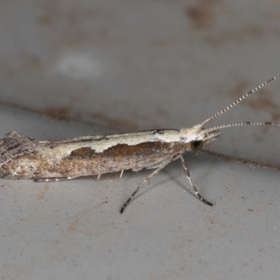 Plutella xylostella (Diamondback Moth) at Kambah, ACT - 4 Dec 2019 by Marthijn