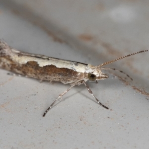 Plutella xylostella at Kambah, ACT - 4 Dec 2019